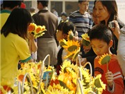 Bóng đá anh, ngoại hạng anh, lịch thi đấu euro 2012, Ngày hội hoa hướng dương tại Hà Nội
